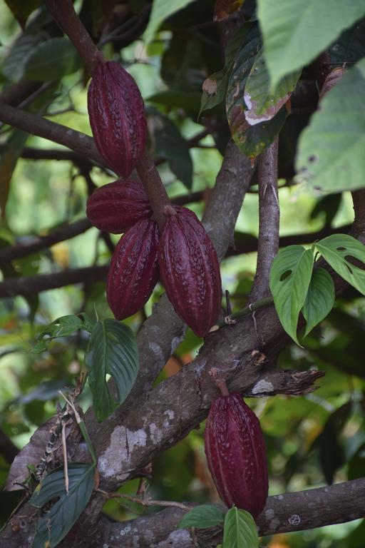 Finca San Rafael - Cafe Y Cacao มินกา ภายนอก รูปภาพ