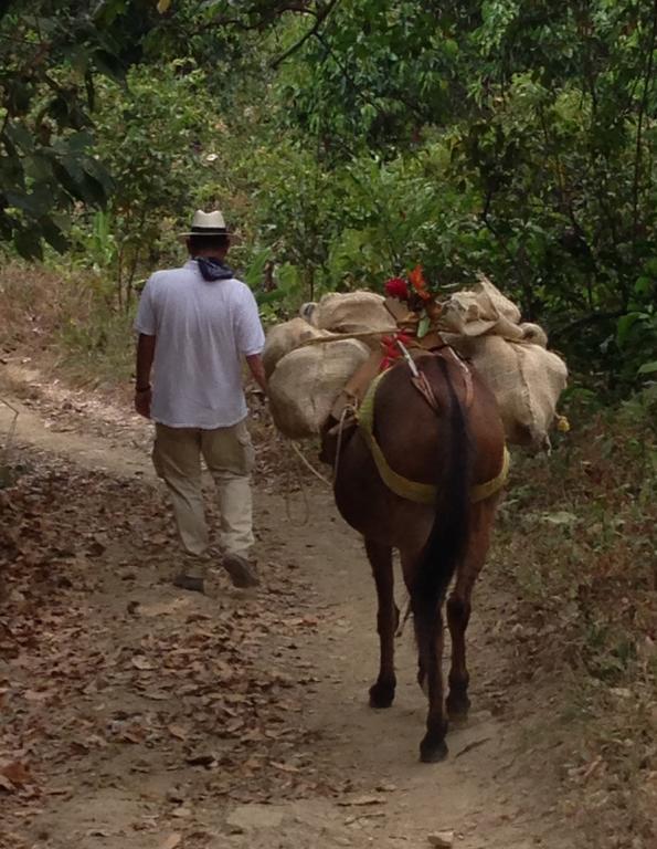 Finca San Rafael - Cafe Y Cacao มินกา ภายนอก รูปภาพ