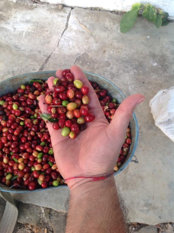 Finca San Rafael - Cafe Y Cacao มินกา ภายนอก รูปภาพ